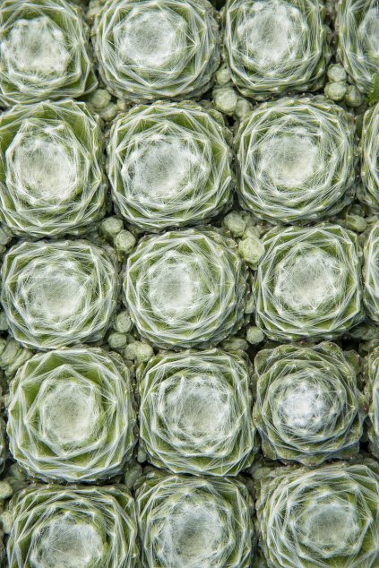 sirius sempervivum hybrida 79506 1