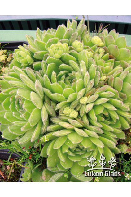 Sempervivum GREEN GABLES - netřesk