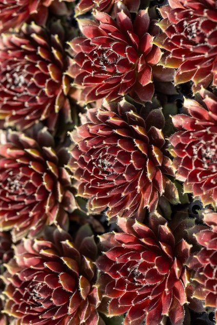 cassiopea sempervivum hybrida 79509 3