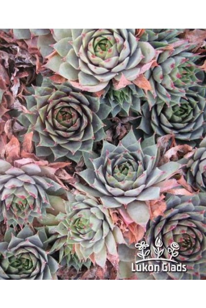 Sempervivum NORTOFTS - netřesk