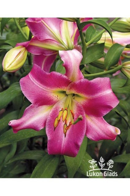 Lilie PURPLE LADY - lilium