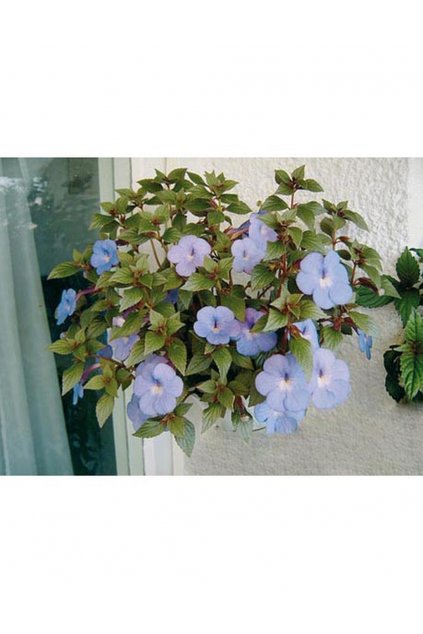 Achimenes BLUE SPARKS - honzík, bouloň