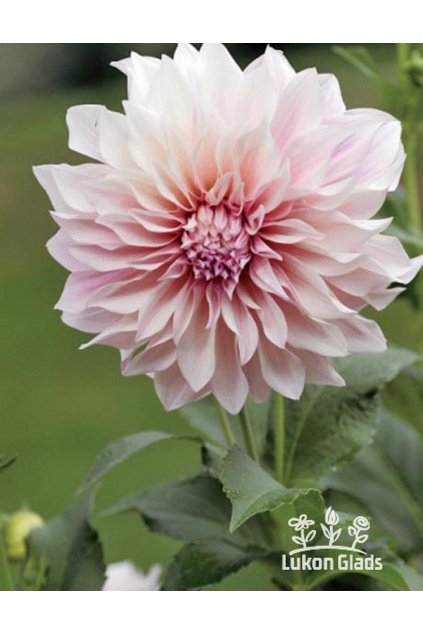 Jiřina CAFÉ AU LAIT - dahlia