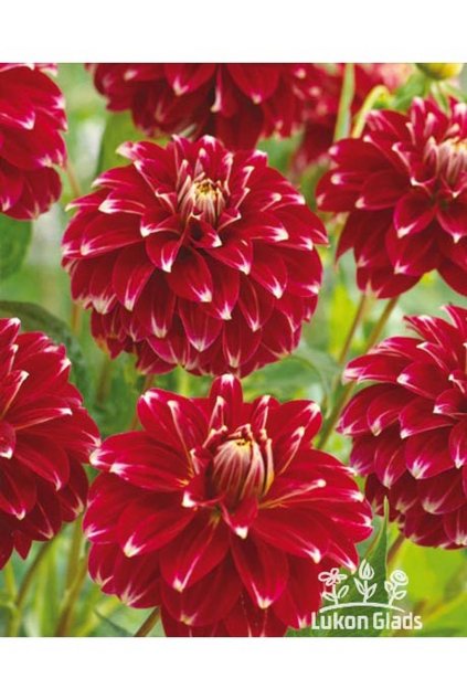 Jiřina RED ROCK - dahlia