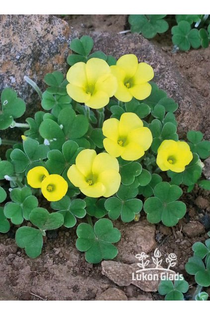 Oxalis POT OF GOLD  - "šťavel"