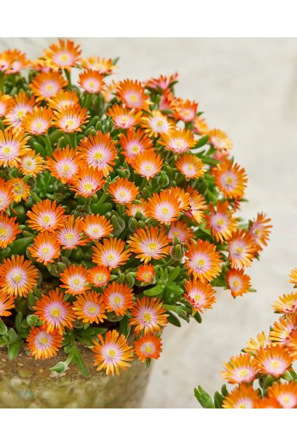 Delosperma cooperi Ice Cream™ Orange 35678 C 1