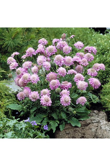 Scabiosa PINK DIAMOND