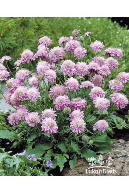 Scabiosa japonica PINK DIAMONDS - hlaváč