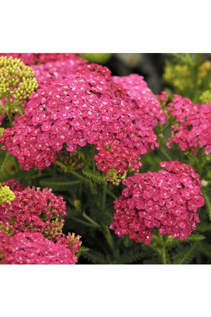Achillea CERISE QUEEN
