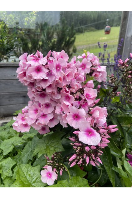Phlox paniculata BRIGHT EYES - plamenka latnatá, flox