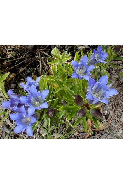 Gentiana cultivars LUIS EASY BLUE - hořec