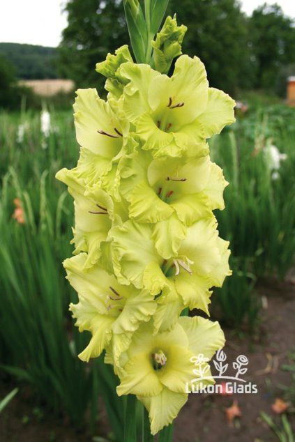 Mečík GREEN WAVE - gladiolus