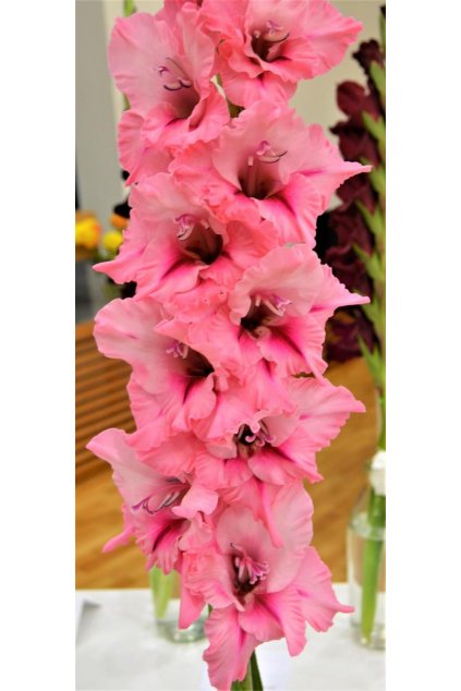 Mečík MISS BARBIE - gladiolus