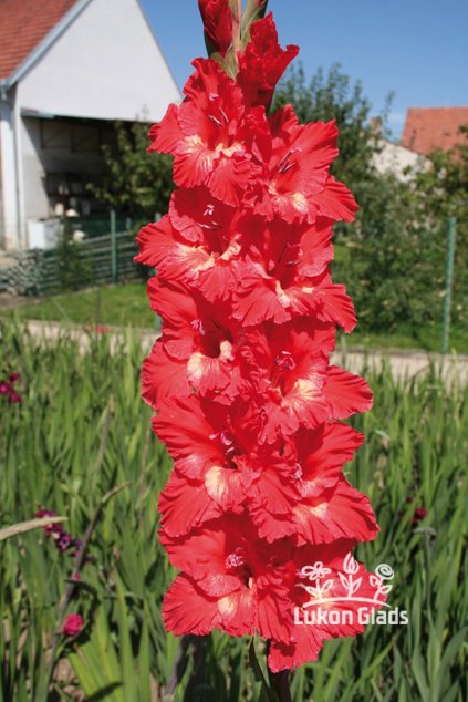 Mečík STAVROS - gladiolus