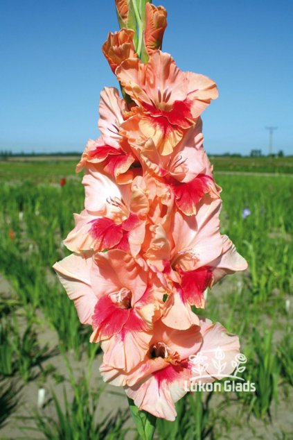 Mečík ČEŘÍNEK - gladiolus