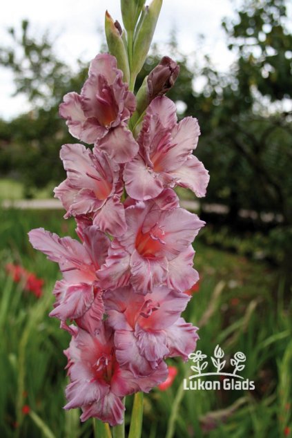 Mečík SEREBRJANYJ RUČEJ - gladiolus