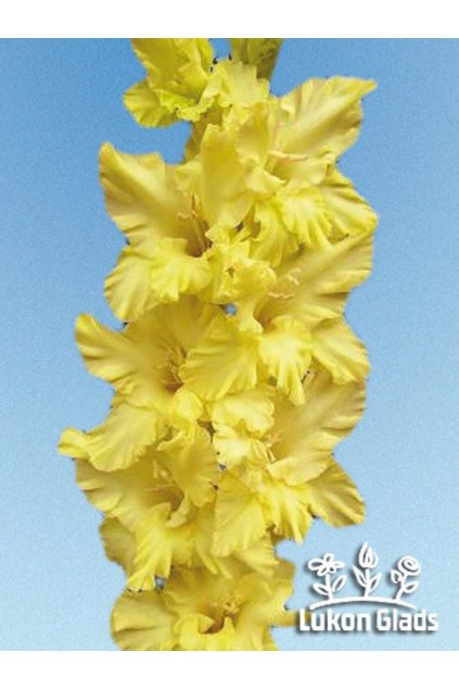 Mečík ZOLOTO SKIFOV - gladiolus