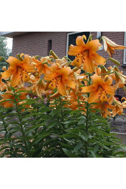 Lilium Orange Space