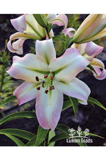 Lilie PRETTY WOMAN - lilium