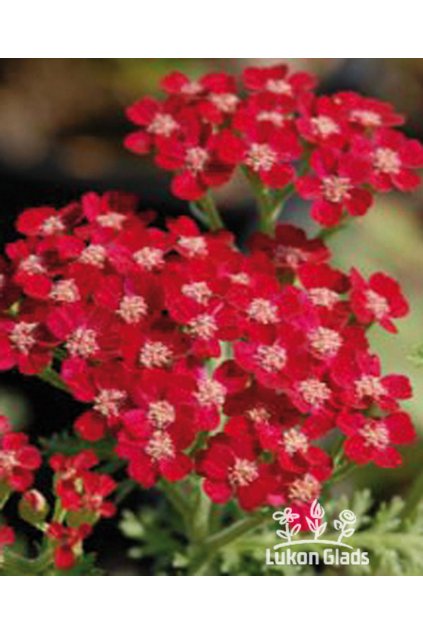 Achillea millefolium PETRA - řebříček