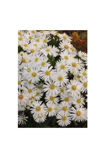 aster dumosus SNOWSPRITE1