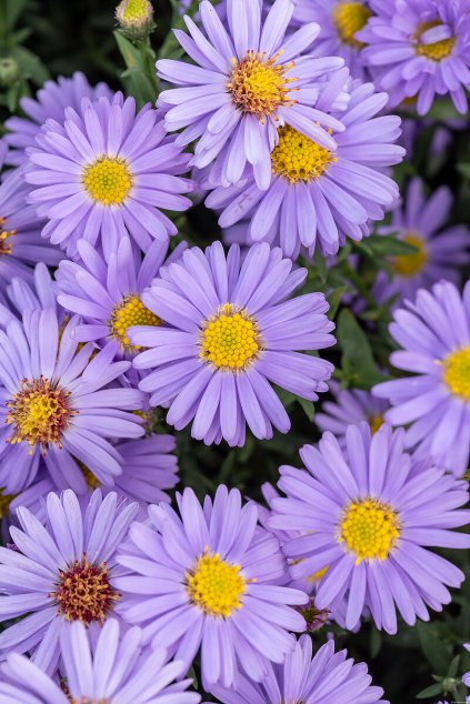 prof anton kippenberg aster dumosus 73911 2