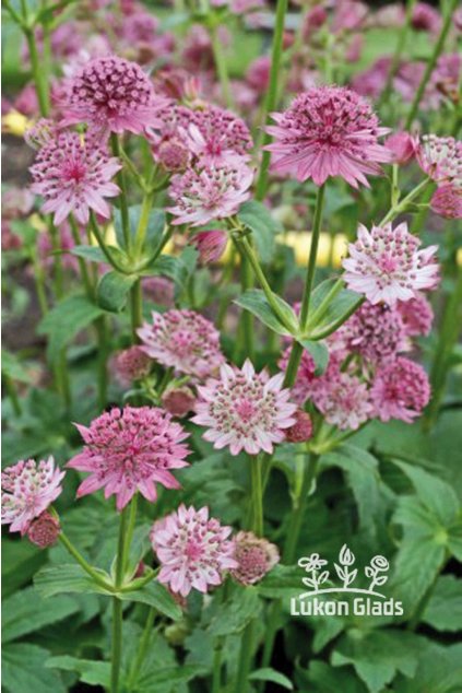 Astrantia major SPARKLING STARS PINK - jarmanka