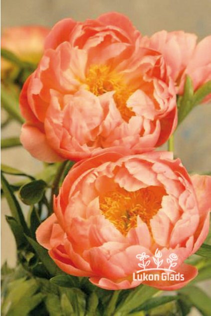 Paeonia CORAL SUNSET - pivoňka