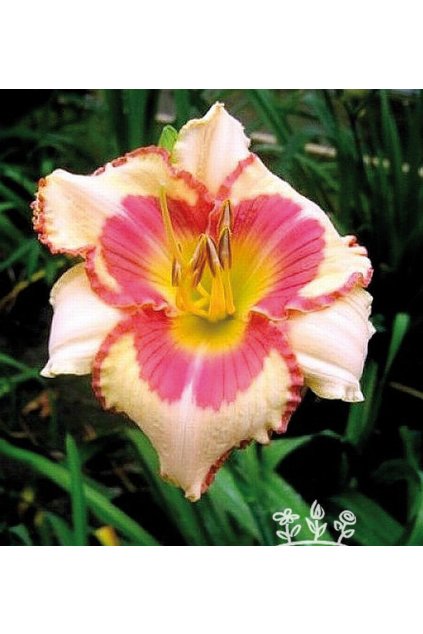 Denivka KISS ME SOFTLY - hemerocallis