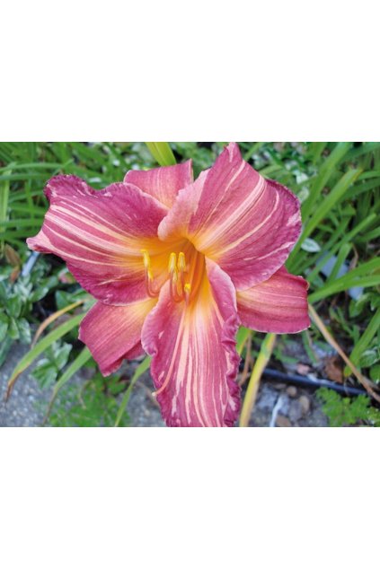 Denivka PINK STRIPES - hemerocallis
