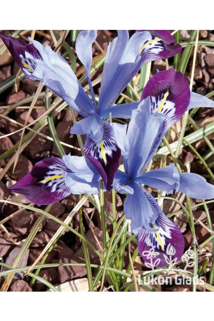 Iris reticulata HALKIS - "kosatec, kosatčík"