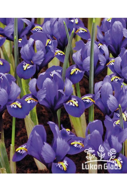 Iris reticulata RHAPSODY - "kosatec, kosatčík"