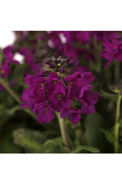 Arabis blepharophylla Barranca Deep Rose 11402 8