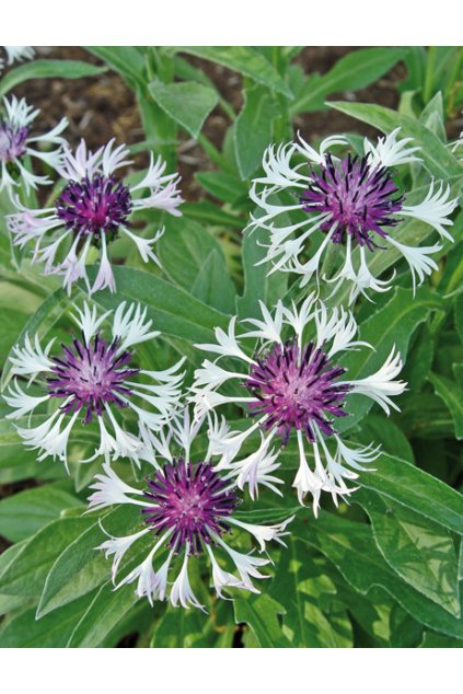 Centaurea montana Purple Heart