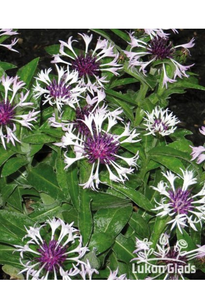 Centaurea MOUNT AMETHYST SNOW