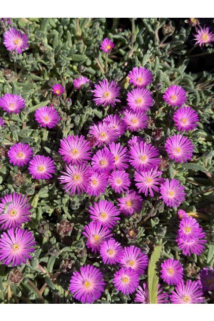 Delosperma JOHN PROFIT - kosmatec