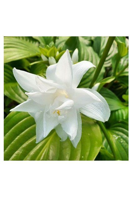 Hosta VENUS