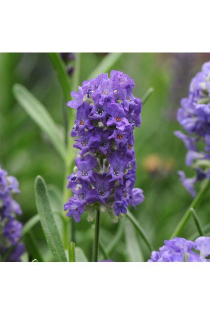 Lavandula ELLEGANCE PURPLE
