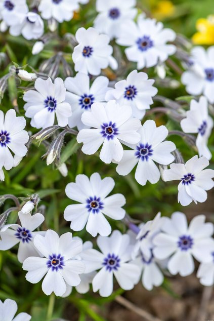 bavaria phlox subulata 76374 2
