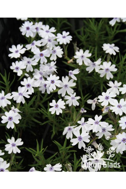 Phlox subulata BAVARIA - plamenka šídlovitá, flox