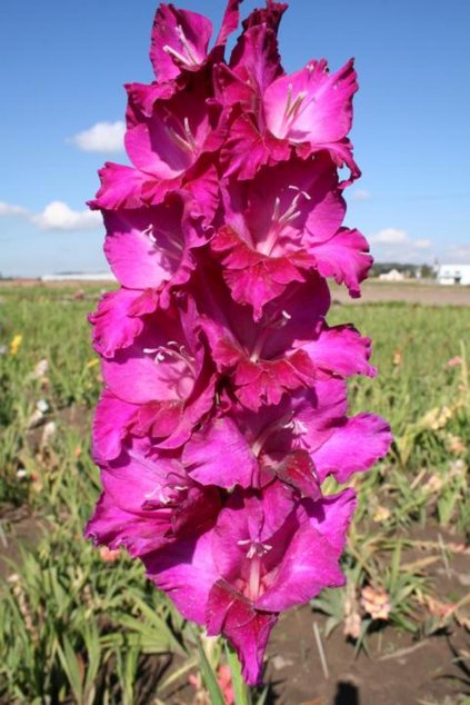 Mečík BALTORO - gladiolus