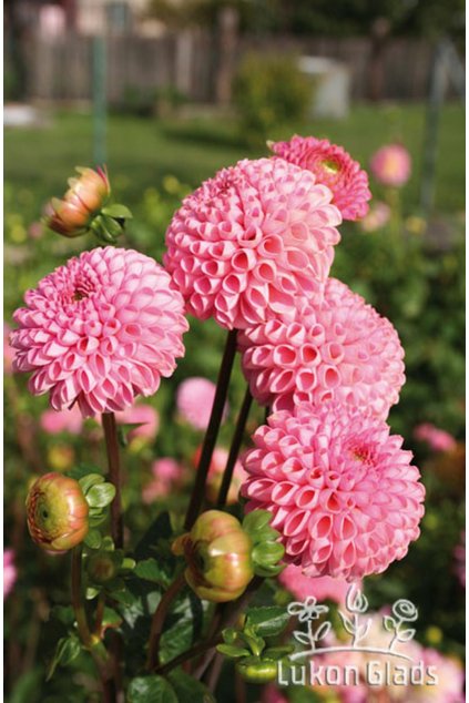 Jiřina WISLA - dahlia