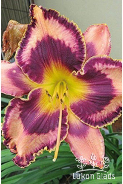 Denivka SIMMON’S OVERTURE - hemerocallis