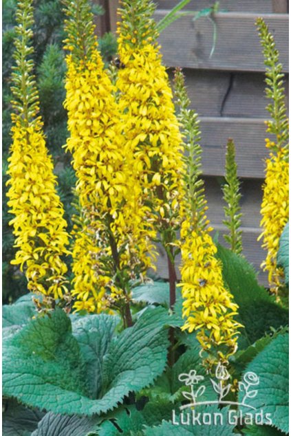 Ligularia WILSONIANA - popelivka