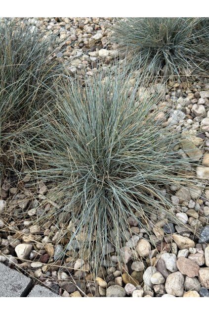 Festuca glaucantha  - kostřava modrá