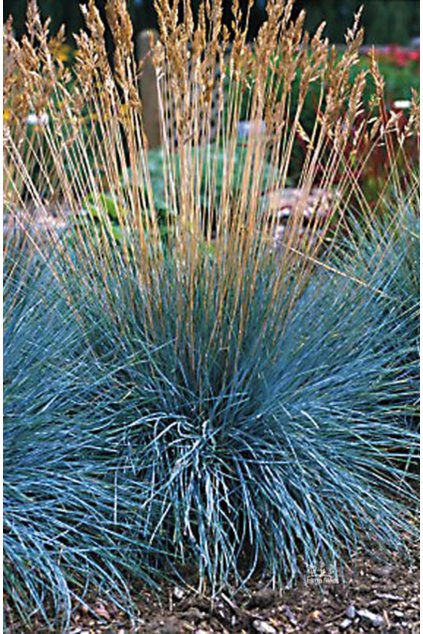 Festuca glaucantha  - kostřava modrá