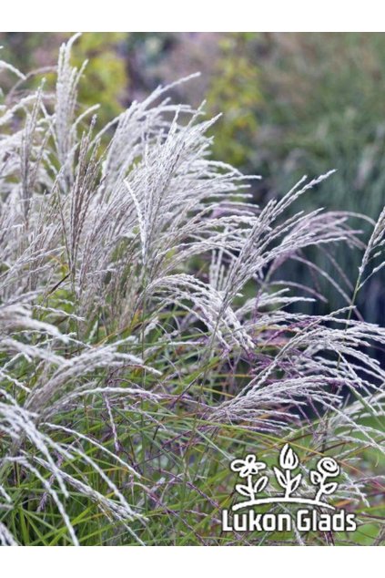 Miscanthus sinensis KLEINE FONTAINE - ozdobnice čínská
