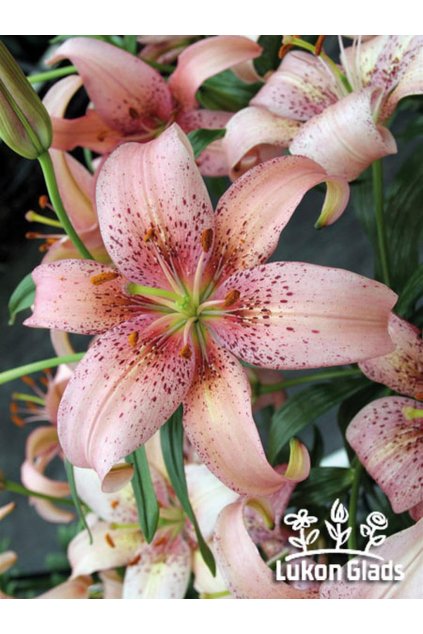 Lilie MORPHO PINK - lilium