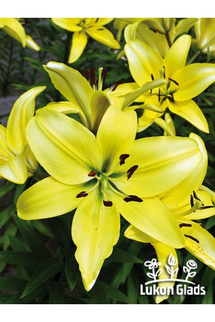 Lilie YELLOW POWER - lilium