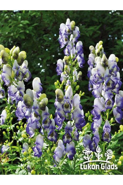 Aconitum carmichaelii CLOUDY - oměj